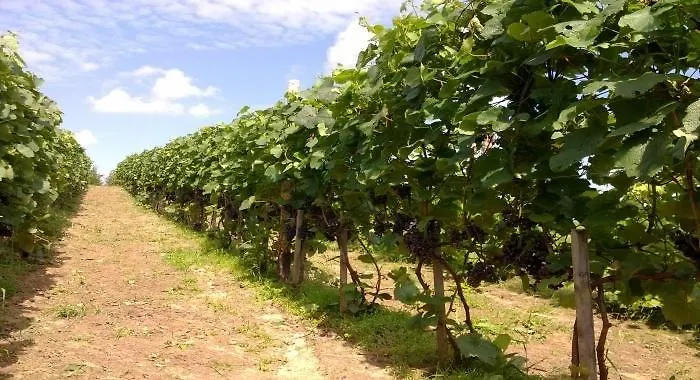 U Idalii Stare Juchy